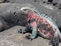 Marine Iguana